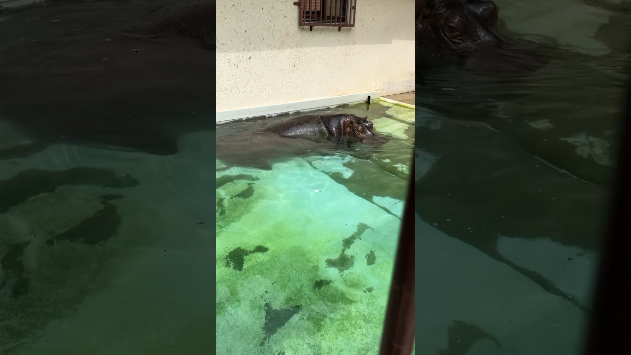 姫路動物園のカバが可愛すぎる#shorts