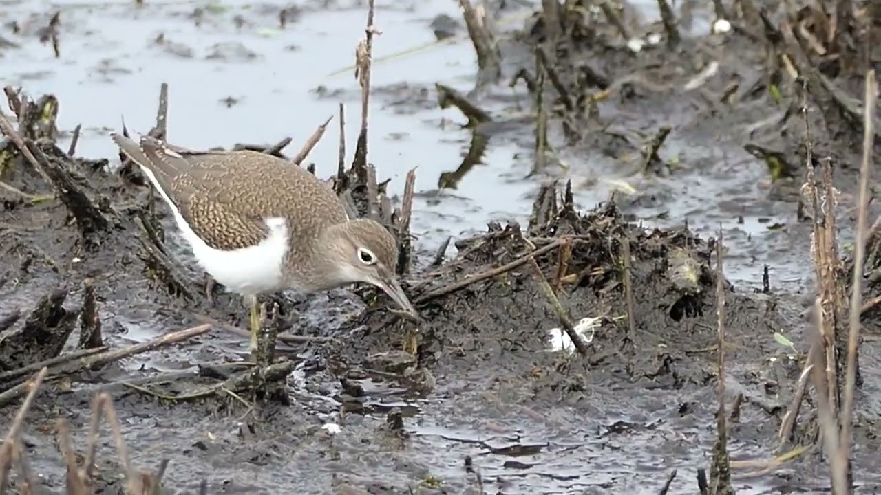 Strabrechtse Heide met ijsvogels fuut dodaars oeverloper met buit en verre zeearenden