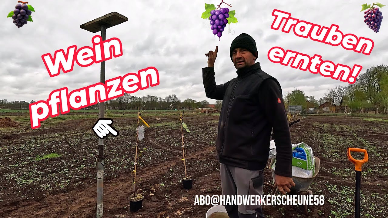 🌞Auf dem Acker - Der Wein wird gepflanzt  🌞 Rot - Grün - Rose 🌞 Die Weintrauben - Wie - Wo - Wann?