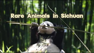 Besides the giant panda, these are other rare animals in Sichuan!