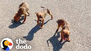 family finds entire litter puppies takes them home dodo