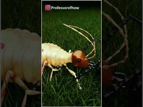 वीडियो: क्या मांस चींटियाँ दीमक खाती हैं?