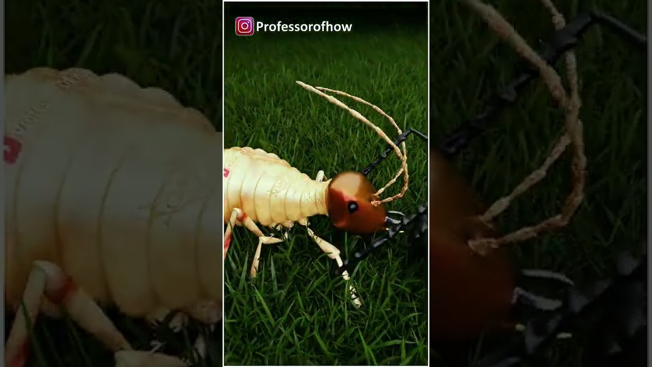 Termites (दीमक) Blast क्यों होती है? - By Kishor Singh #shorts