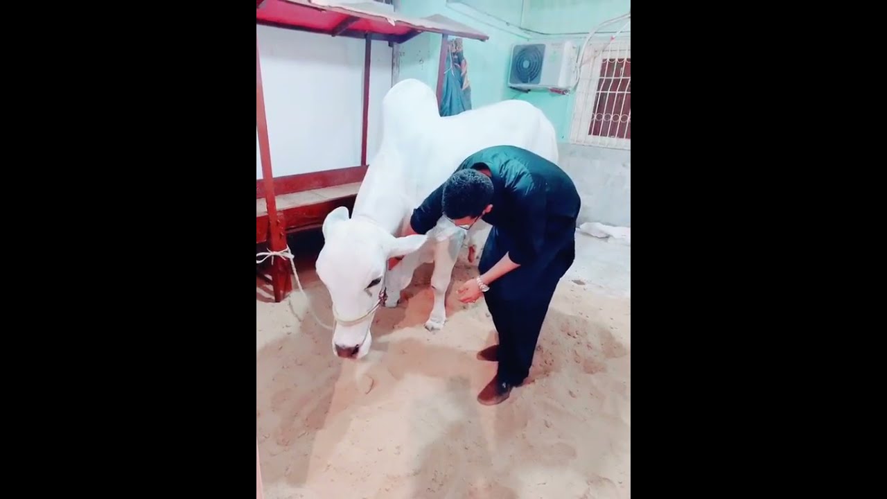 Grounding Qurbani Cow 2021 | Eid Ul Azha | Exclusive Goru Qurbani video | Qurbani Eid in Dhaka 2021