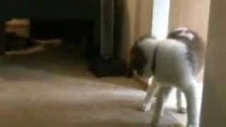 Outtakes - Big Dog Eats Little Dog