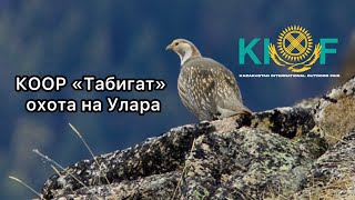 КООР «Табигат» охота на Улара