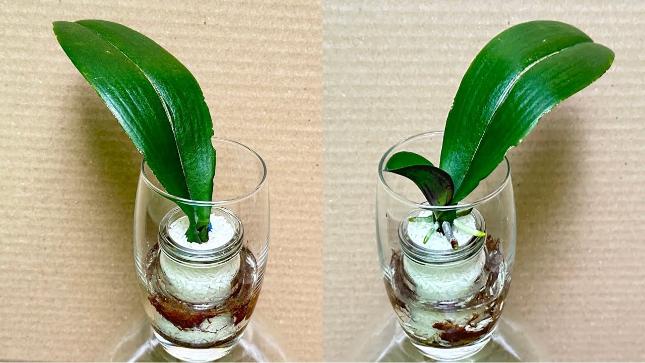 Только Райс! Листья орхидеи сразу укореняются и цветут круглый год.