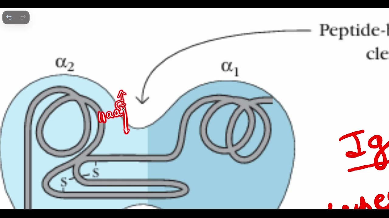 Structures of MHC class I and Class II and their clefts   Immunology Lecture   2 Unit 3
