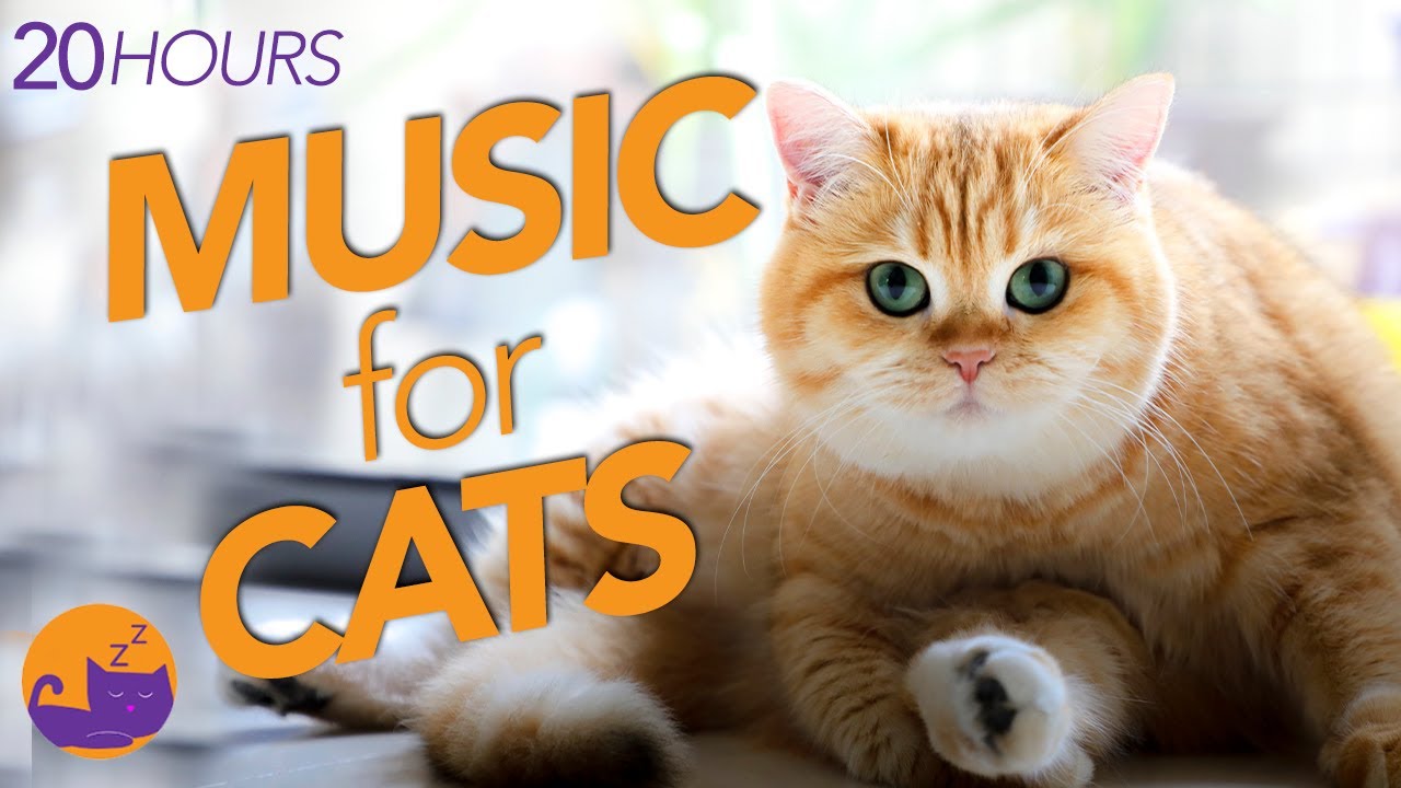 EXTRA LONG Cat Purring Sounds & Relaxing Music Mix (NEW) YouTube
