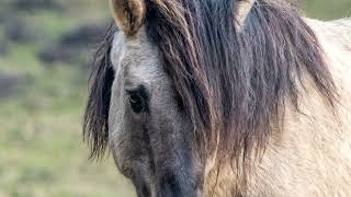 Wild & Free  Wild Horses  Wildlebende Pferde  Mustangs  Koniks  Giara