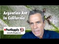 Controlling Argentine Ants in California With KM Ant Pro