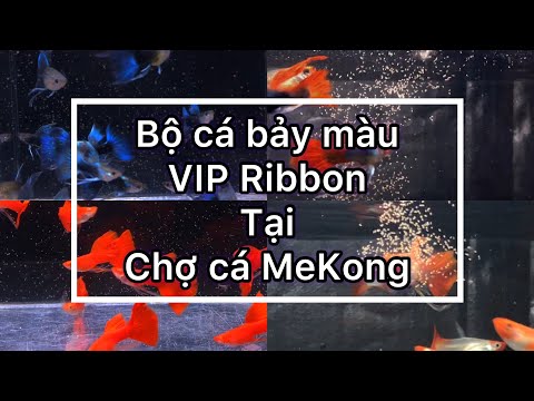 Video Cá bảy màu Full Red Ribbon BDS - Cập nhật cá bảy màu... - youtube