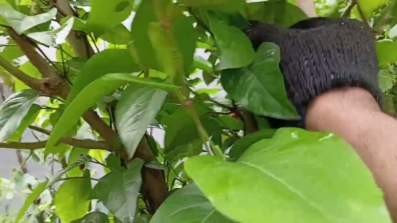 Cara merawat pohon cabe jamu usia 1,5 agar berbuah lebat dan sehat