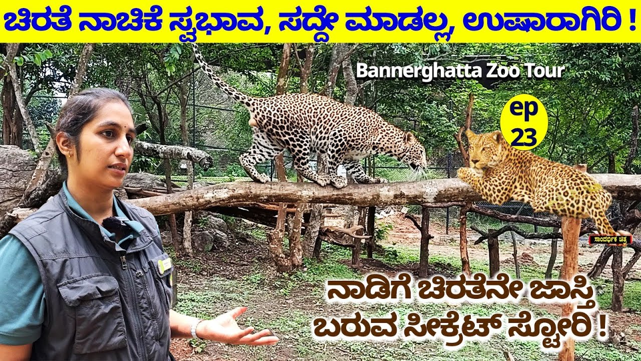 ಸಂಗಾತಿಗಾಗಿ ಸಿಂಹ ಘರ್ಜನೆ -ಚಿರತೆ ನಾಚಿಕೆ ಸ್ವಭಾವ, ಸದ್ ಮಾಡಲ್ಲ, ಊರಿಗೆ ಬಂದ್ರು ಗೊತ್ತಾಗಲ್ಲ-BANNERGHATTA ZOO-23