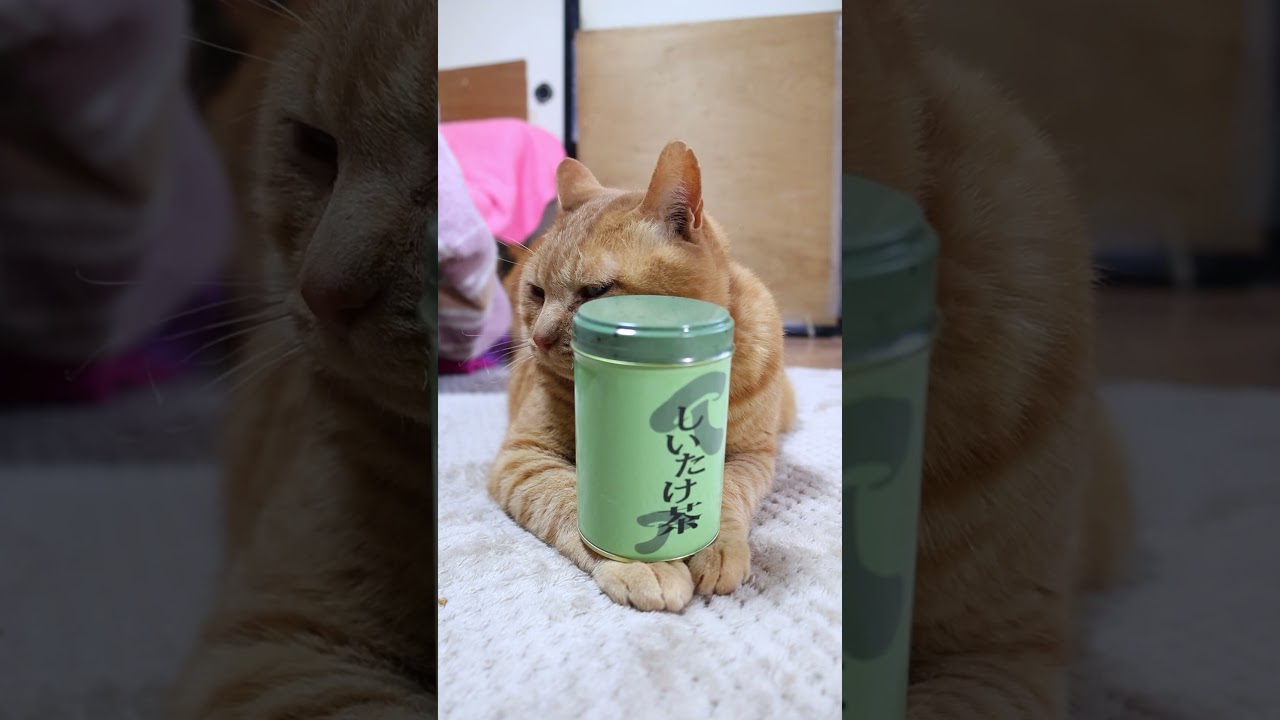 しいたけ茶 260604 #cat #のせ猫 #cute #ねこ #cutecat #しいたけ茶