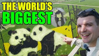 World's BIGGEST Rice Paddy Art 世界上最大的稻田画在中国！
