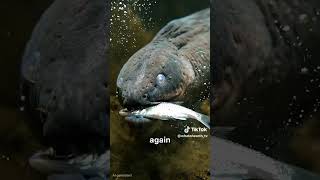 electric fish in water how the fish hunts