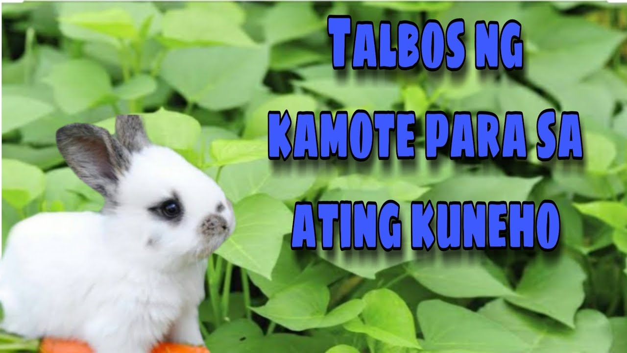 Rabbit farming Dahon ng Kamote para sa ating alagang Rabbit YouTube