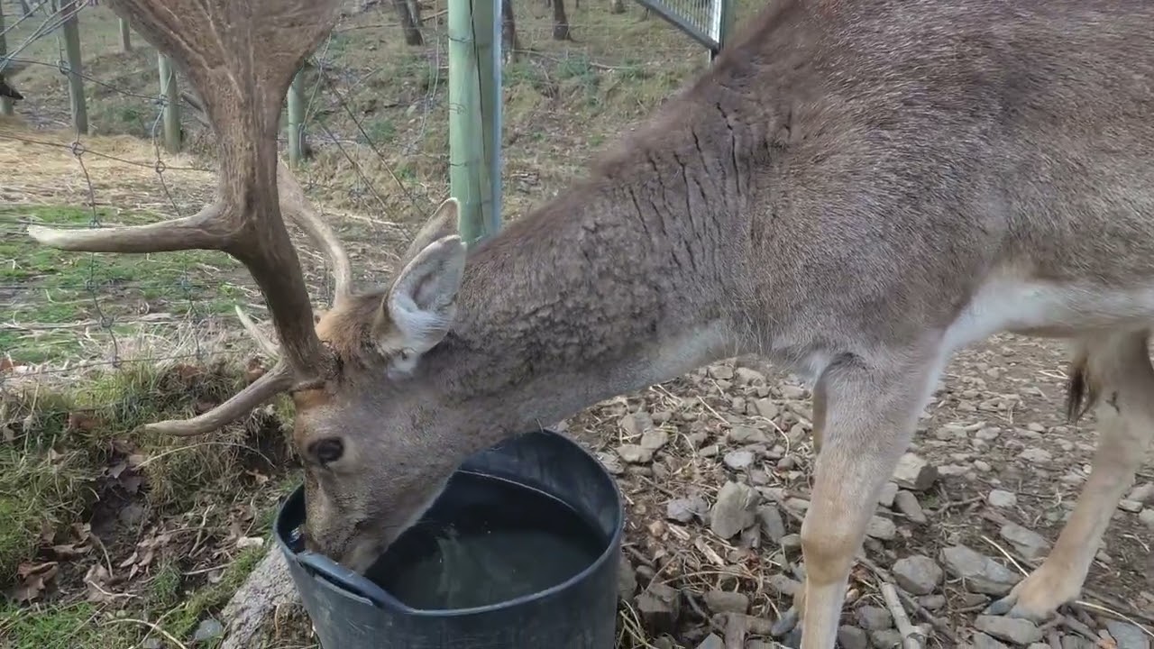 Camprodón y alrededores. Ripoll. Molló parc.