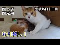 【生後9日・10日目】仕事から帰ると猫さんたちがお引越しをしていました