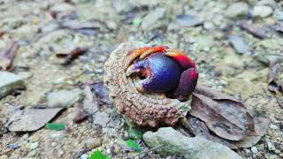 Caribbean hermit crab dreaming