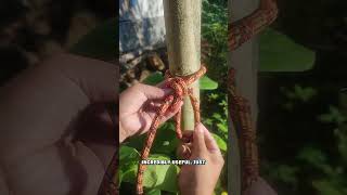 This Rope Trick Is Pure Genius! #knot