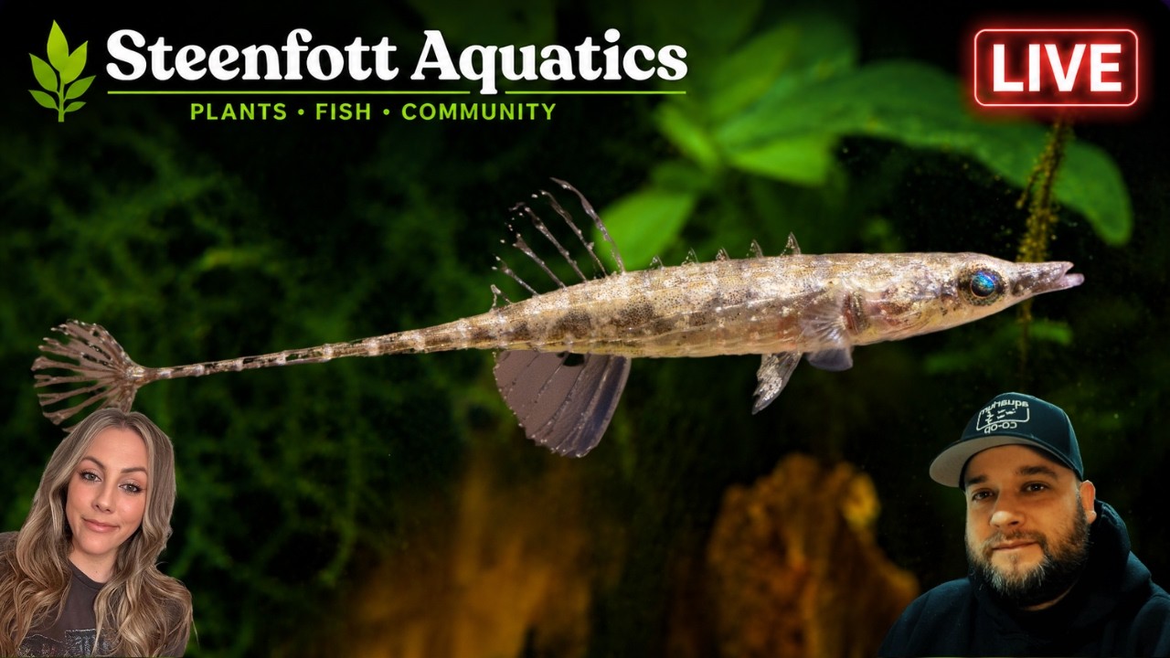 Just One More Fish… We’ve All Said It