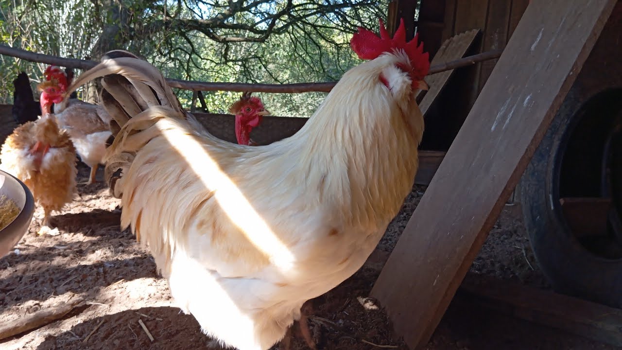 Mostrando meus galos reprodutores 