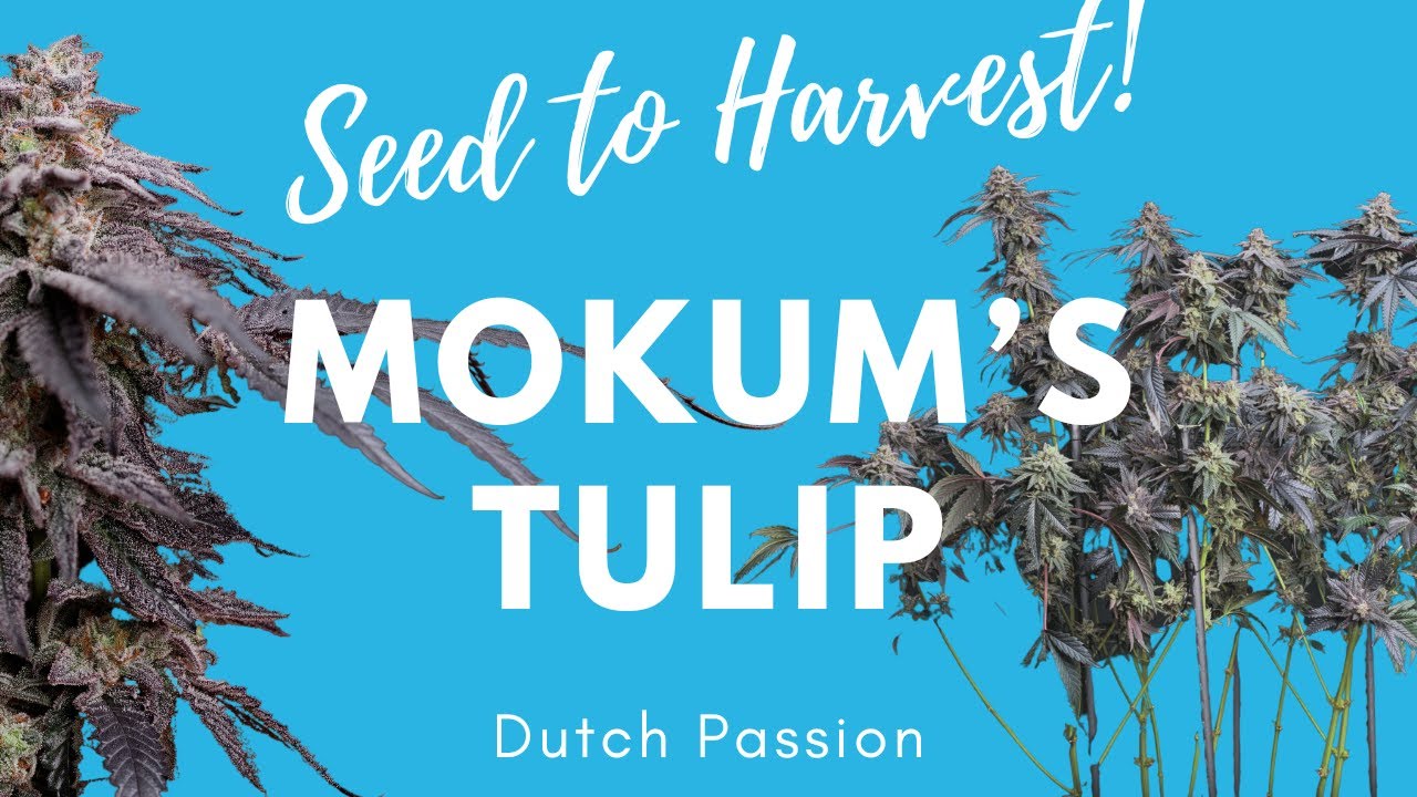 How to Grow Weed from Seed to Harvest | Dutch Passion Mokum's Tulip (2x4 AC Infinity)