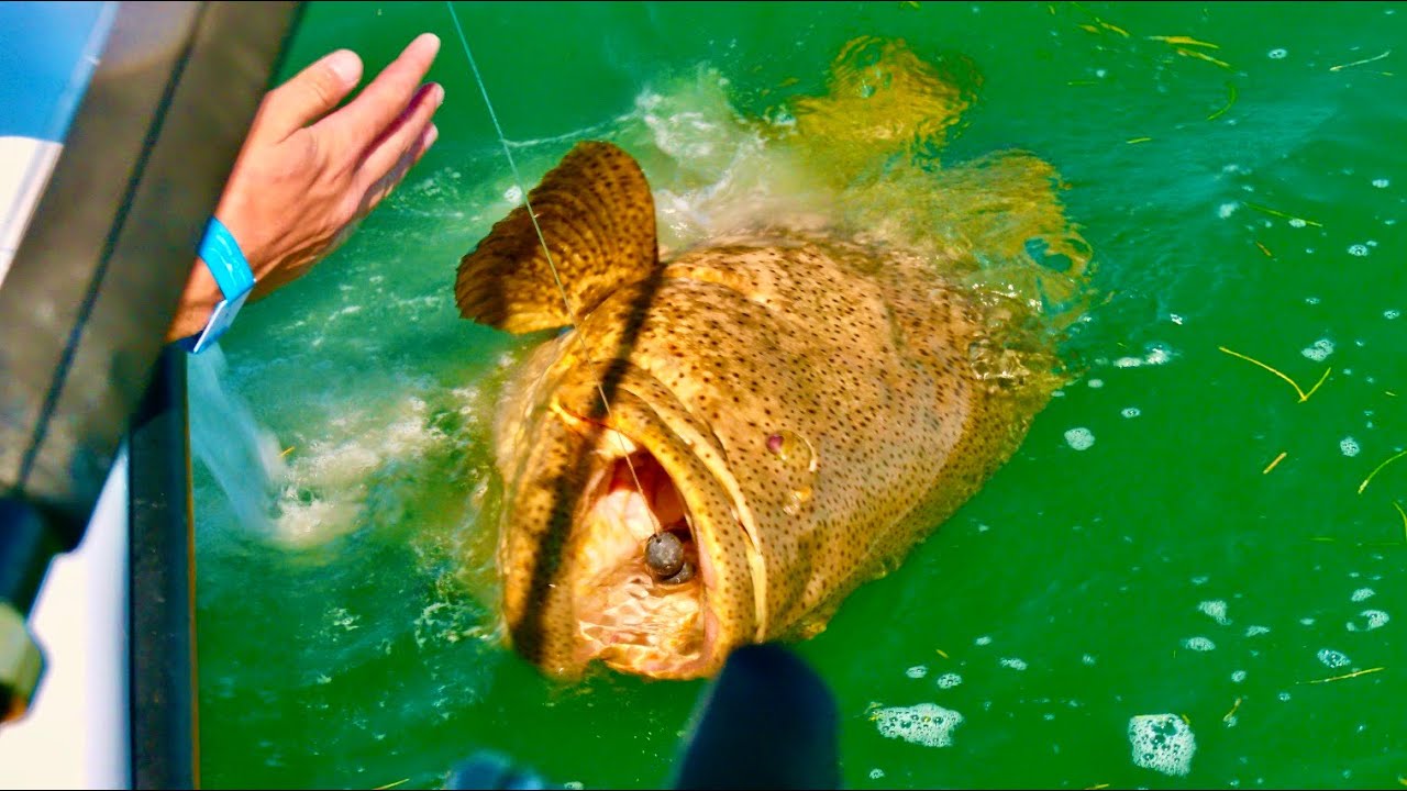 HUGE Goliath Grouper - BIG BULL SHARK EATS A COBIA!! - THOUSANDS OF