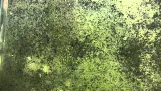 PROTECT - Winter Flounder