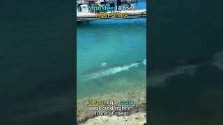 Monster Tiger Shark At Beach