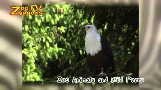 Zoozappers - Birds Of Prey - Roofvogels