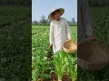 আলু আর মুলার মজার কথোপকথন