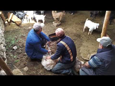 TEKE- KEÇİ İĞDİŞ ETME , KISIRLAŞTIRMA HARMANKÖY