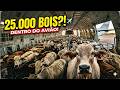 25 MIL Bois em UM ÚNICO Avião?! ✈️🐄 A Verdade Obscura da Exportação de Gado (Genética ou Crueldade?)