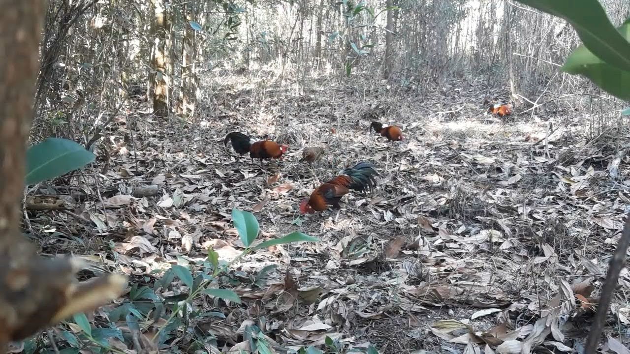 MANTAP !! TIBA2 SAJA AYAM HUTAN MERAH DATANG DAN AKHIRNYA KENAK JERAT
