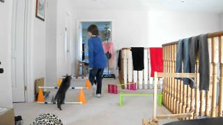 Cat agility, Puffy doing a course