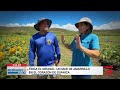 Finca el Girasol: un mar amarillo en el corazón de Guánica