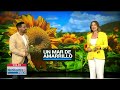 Finca el Girasol: un mar amarillo en el corazón de Guánica