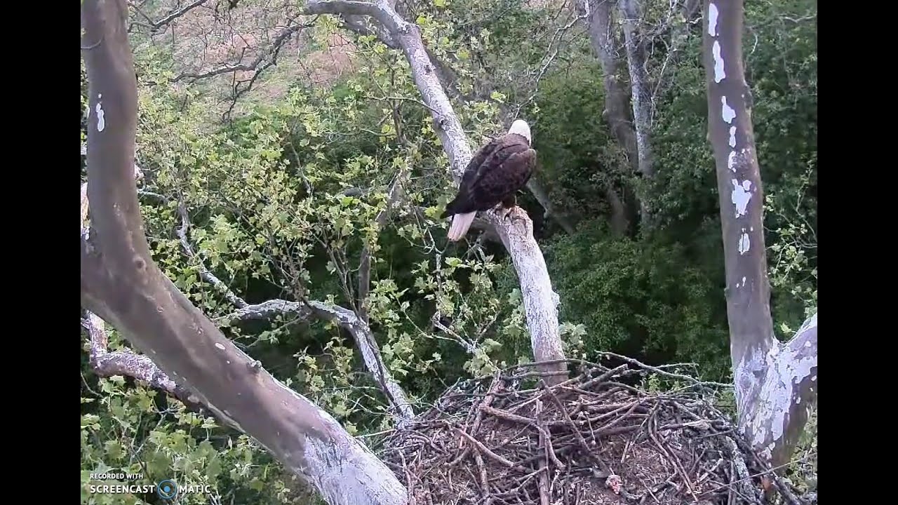 duke eagle cam 2021