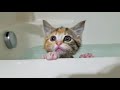 Cats who love their warm bath #2