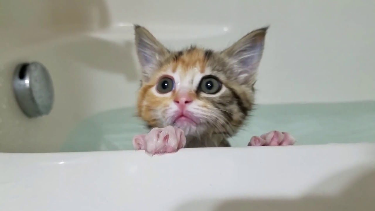 Cats who love their warm bath 2 YouTube