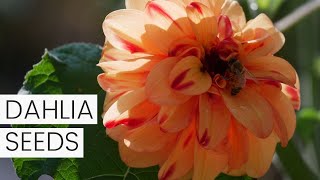 Dahlia Seed Collecting: How to Save Dahlia Seeds - Collecting Dahlia Seeds from Cut Flower Garden