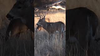 One Arrow… One Perfect Slow Motion Strike 🏹 #huntinglife #bigbucks #bowshot #crossbowhunting #shorts