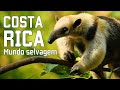 Costa rica selvagem  criaturas estranhas e florestas inexploradas