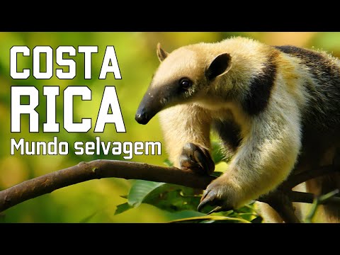 Vídeo: Tamanduá pigmeu - um habitante de dois dedos único da América Central e do Sul