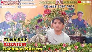 🔴 Live Flash Sale Adenium Bunga Tumpuk Dan Karakter (31 Agustus 2026)#rachmannursery #adenium