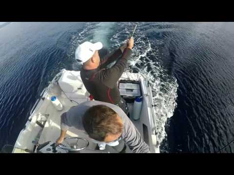 traina con il vivo ricciola 38 kg