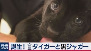 ブラックジャガーと3つ子のホワイトタイガーの赤ちゃんが誕生